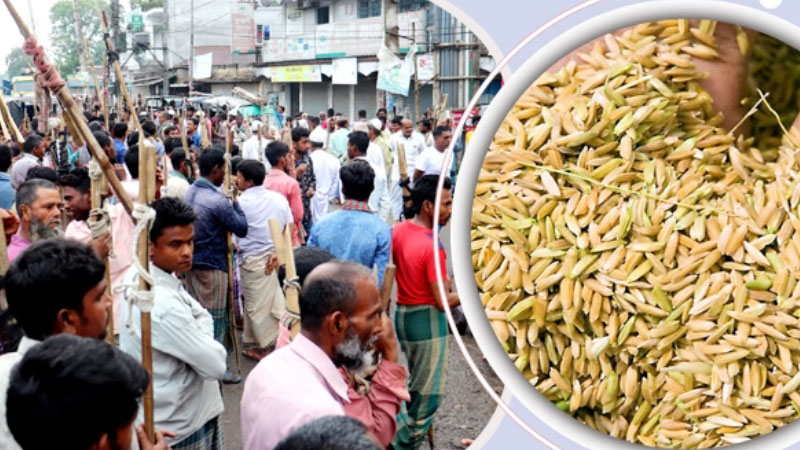 এক মণ ধানের চেয়ে ধান কাটা শ্রমিকের মজুরি বেশি!